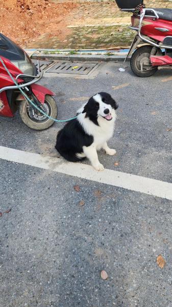 6.20号上午在瑞州中路与凤凰一路附近走失一条边牧 名字叫 汤圆 ,看见的请我联系 :15…