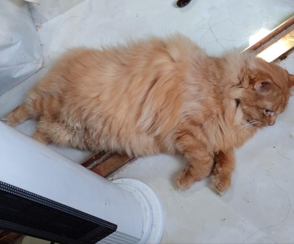 9.24日在连锦一路丢失一只橘猫,已经绝育,而且剃了毛,找到谢金200…