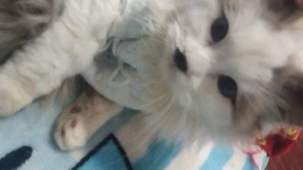 出售,需要布偶猫的可以联系我