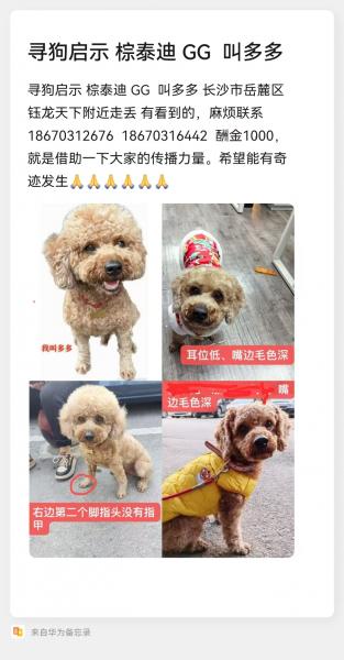 寻狗启示 棕泰迪 GG 叫多多 长沙市岳麓区钰龙天下附近走丢 有看到的,麻烦联系186***…