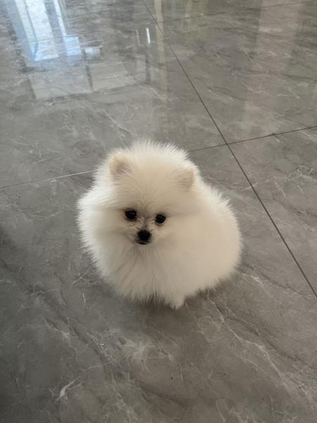出售一只博美两个半月 1000