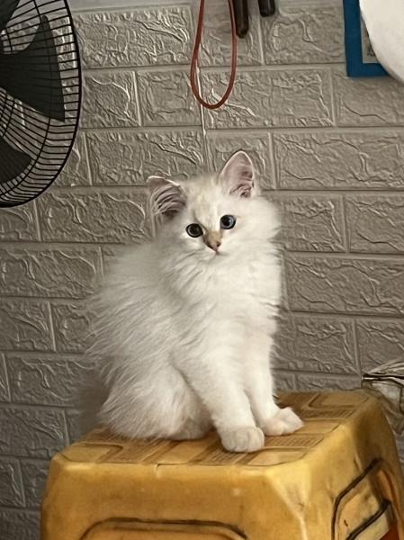 猫舍领养的猫 母猫 每个月要交299 可以在猫舍店消费 还剩14个月要交 已经打了三针疫苗…