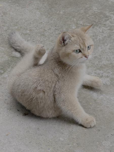 寻猫启示
本人家的猫咪土豆于上周在下龙新村13栋附近离家后未归,如有看到或者收养了…